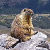 Marmots in the Mountains