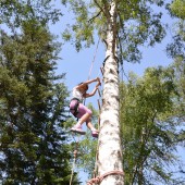 Tree Climbing in the Alps