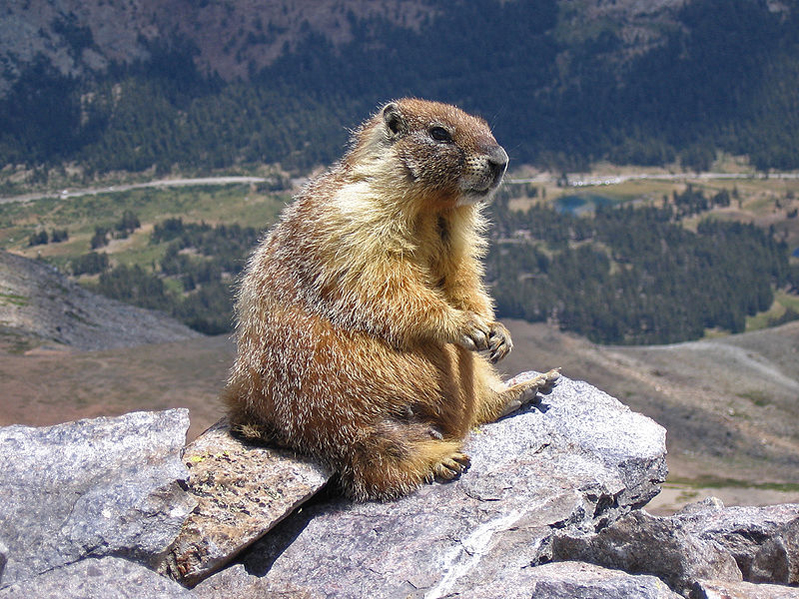 marmot 2005