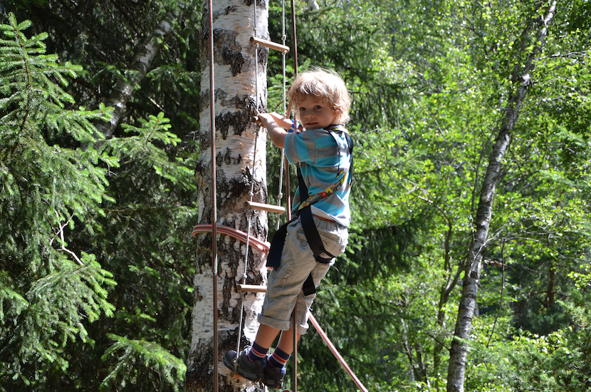 Tree Climbing in the Alps