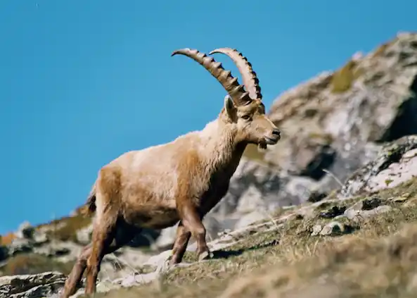 Wildlife in the Alps: Spotlight on the Chamois - Alpenwild