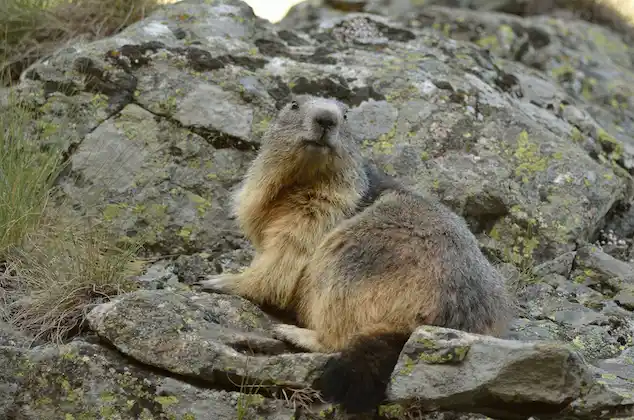 Chamois - France wildlife