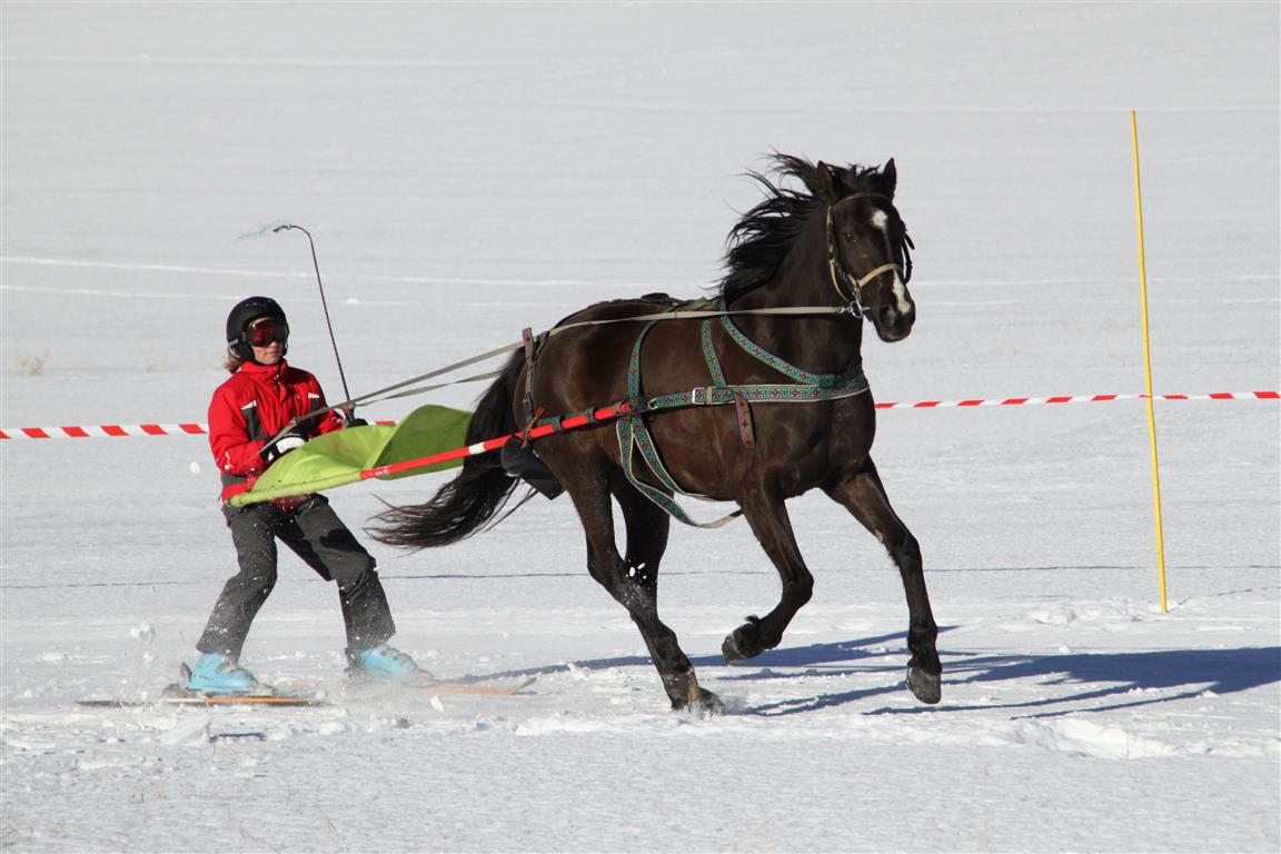 ski joëring - ski joring