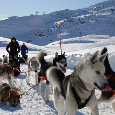 husky sledding in the Alps