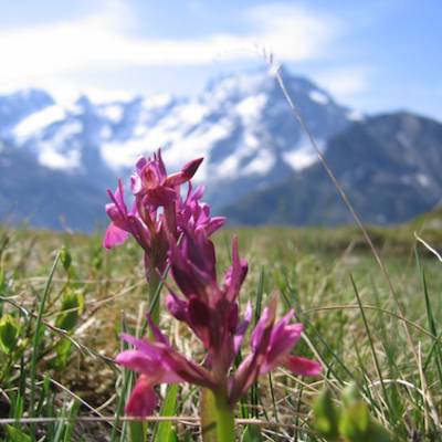 orchid on walking holiday in Southern Alps