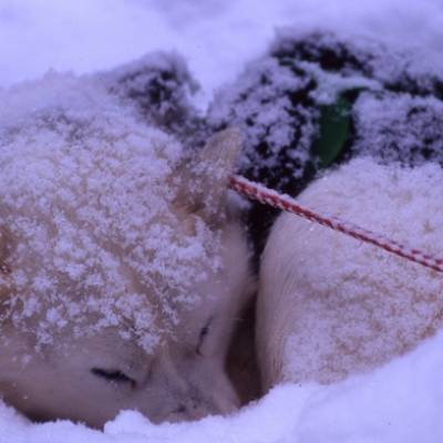 Husky dog Sledding Huskies noses in snow