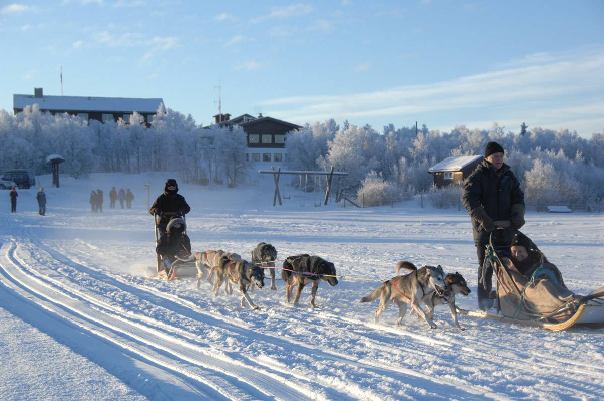 Sled Dogs Норвегия