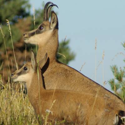 chamois.jpg