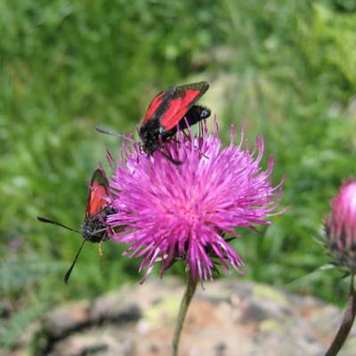 insects.jpg