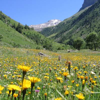 walking in the French Alps flower meadow and mountains