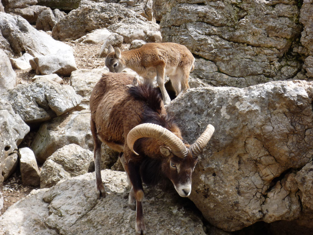 Animals and Wildlife Found in the French Alps